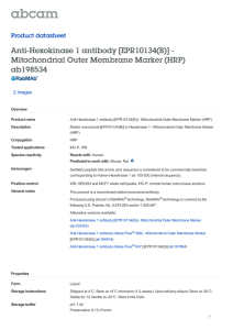 Anti-Hexokinase 1 antibody [EPR10134(B)] - Mitochondrial Outer Membrane Marker (HRP)