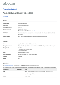 Anti-AGBL5 antibody ab118621 Product datasheet 2 Images