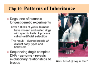 Patterns of Inheritance  Chp 10
