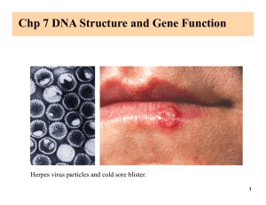 Chp 7 DNA Structure and Gene Function 1