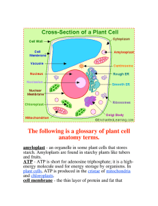 The following is a glossary of plant cell anatomy terms.