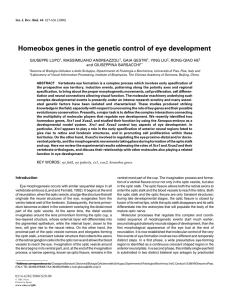 Homeobox genes in the genetic control of eye development GIUSEPPE LUPO