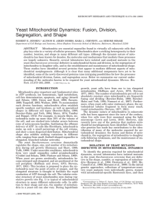 Yeast Mitochondrial Dynamics: Fusion, Division, Segregation, and Shape HIROMI SESAKI