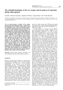 The zebra®sh homologue of the ret receptor and its pattern... during embryogenesis Camelia V Marcos-GutieÂrrez , Stephen W Wilson