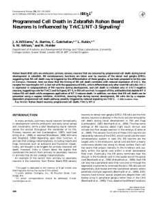 Programmed Cell Death in Zebrafish Rohon Beard J. A.Williams,