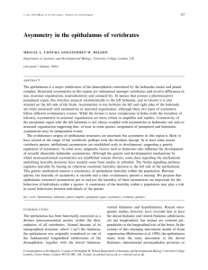 Asymmetry in the epithalamus of vertebrates