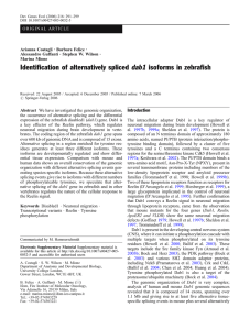 Identification of alternatively spliced dab1 isoforms in zebrafish