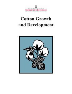 Cotton Growth and Development