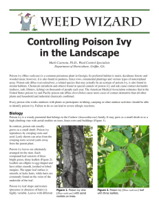 WEED WIZARD Controlling Poison Ivy in the Landscape