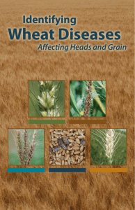 Wheat Diseases Identifying  Affecting Heads and Grain