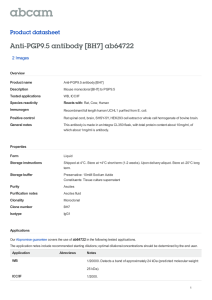 Anti-PGP9.5 antibody [BH7] ab64722 Product datasheet 2 Images Overview