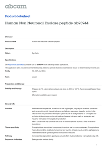 Human Non Neuronal Enolase peptide ab98944 Product datasheet Overview Product name