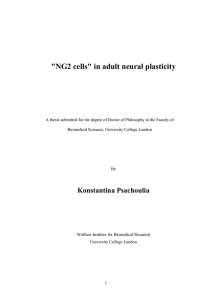 &#34;NG2 cells&#34; in adult neural plasticity