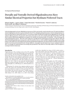Dorsally and Ventrally Derived Oligodendrocytes Have