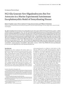 NG2 Glia Generate New Oligodendrocytes But Few