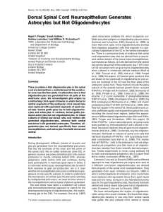 Dorsal Spinal Cord Neuroepithelium Generates Astrocytes but Not Oligodendrocytes