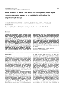 PDGF receptors in the rat CNS: during late neurogenesis, PDGF... receptor expression appears to be restricted to glial cells of...