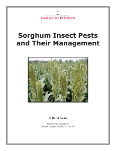 Sorghum Insect Pests and Their Management G. David Buntin Entomology Department