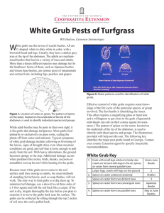 W White Grub Pests of Turfgrass