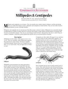 M Millipedes &amp; Centipedes