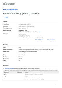 Anti-NSE antibody [NSE-P1] ab24709 Product datasheet 1 Image