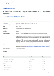 In situ BrdU-Red DNA Fragmentation (TUNEL) Assay Kit