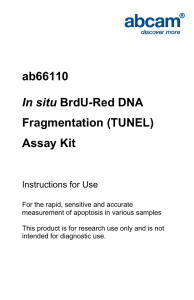 ab66110 Fragmentation (TUNEL) Assay Kit In situ
