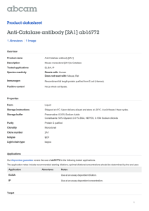 Anti-Catalase antibody [2A1] ab16772 Product datasheet 1 Abreviews 1 Image