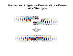 Next we need to ligate the R-vector with the E-insert