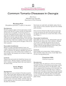 Common Tomato Diseases in Georgia Buckeye Rot