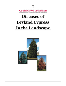 Diseases of Leyland Cypress In the Landscape