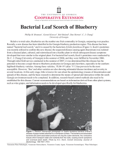 Bacterial Leaf Scorch of Blueberry