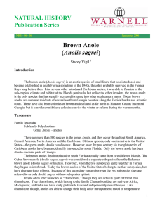 Brown Anole Anolis sagrei NATURAL HISTORY Publication Series