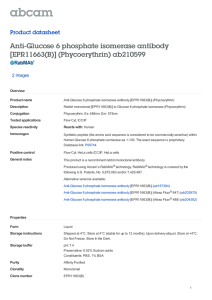Anti-Glucose 6 phosphate isomerase antibody [EPR11663(B)] (Phycoerythrin) ab210599