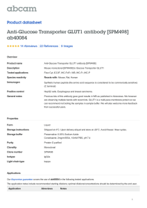 Anti-Glucose Transporter GLUT1 antibody [SPM498] ab40084