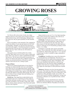 GROWING ROSES KSU HORTICULTURE REPORT