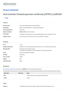 Anti-Lactate Dehydrogenase antibody [AF9D1] ab85325