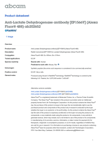 Anti-Lactate Dehydrogenase antibody [EP1566Y] (Alexa
