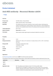 Anti-NSE antibody - Neuronal Marker ab834 Product datasheet 1 Image Overview