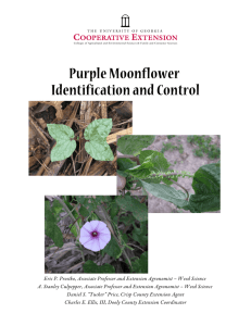 Purple Moonflower Identification and Control