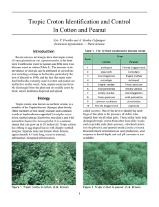 Tropic Croton Identification and Control In Cotton and Peanut Introduction