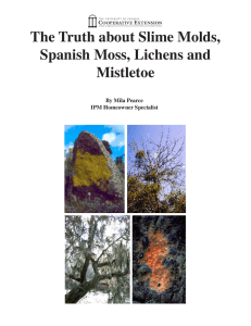 The Truth about Slime Molds, Spanish Moss, Lichens and Mistletoe By Mila Pearce