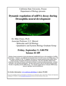 Dynamic regulation of mRNA decay during Drosophila neural development