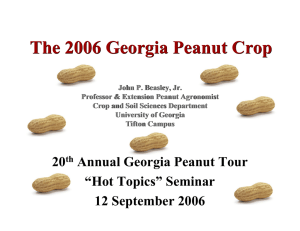 The 2006 Georgia Peanut Crop