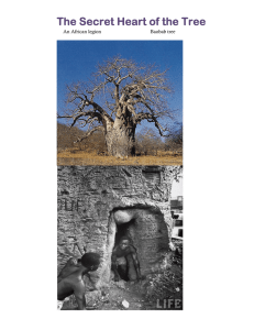 The Secret Heart of the Tree An African legion  Baobab tree