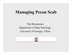 Managing Pecan Scab Tim Brenneman Department of Plant Pathology University of Georgia, Tifton