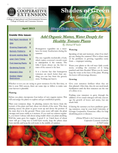 Add Organic Matter, Water Deeply for Healthy Tomato Plants