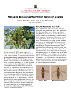 Managing Tomato Spotted Wilt in Tomato in Georgia