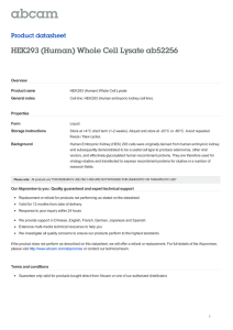 HEK293 (Human) Whole Cell Lysate ab52256 Product datasheet Overview Product name