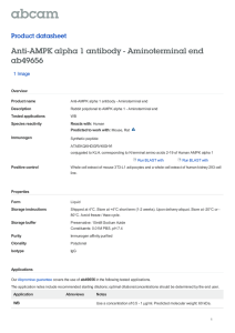 Anti-AMPK alpha 1 antibody - Aminoterminal end ab49656